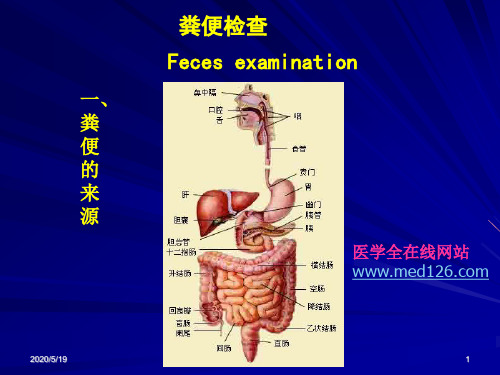 (医学课件)粪便检查PPT演示课件