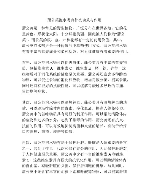 蒲公英泡水喝有什么功效与作用