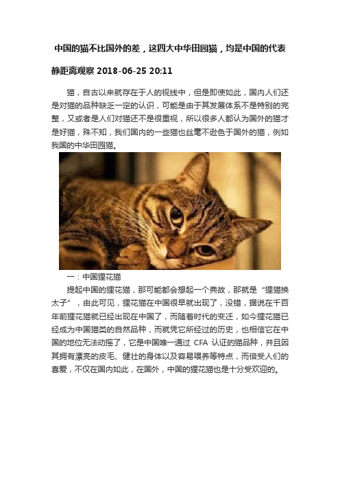 中国的猫不比国外的差，这四大中华田园猫，均是中国的代表