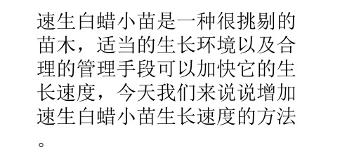 如何让速生白蜡小苗的生长速度更快一些