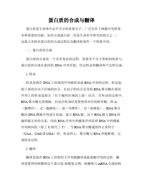 蛋白质的合成与翻译