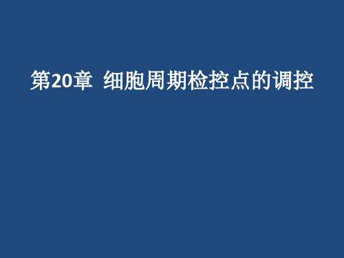 细胞周期检验点调控