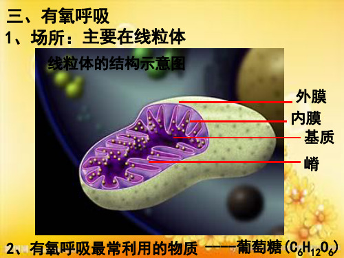 线粒体的结构示意图 PPT