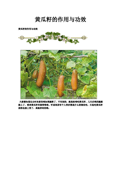 黄瓜籽