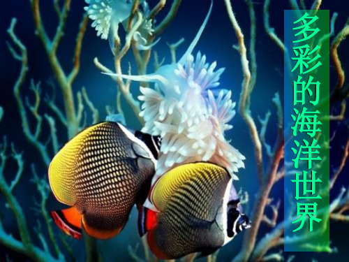 海洋生物PPT