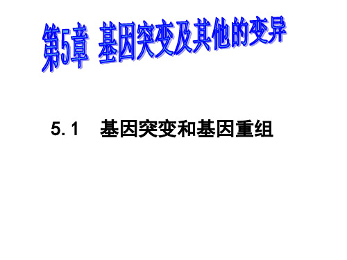 人教版高中生物必修二5.1基因突变和基因重组(共26张PPT)