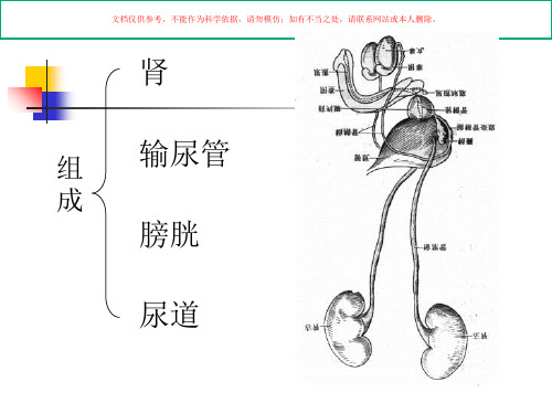 人体解剖学之泌尿系统课件