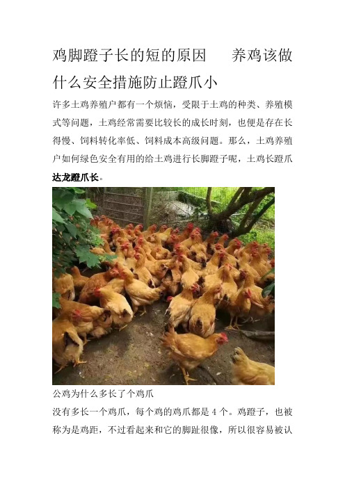 鸡脚蹬子长的短的原因养鸡该做什么安全措施防止蹬爪小