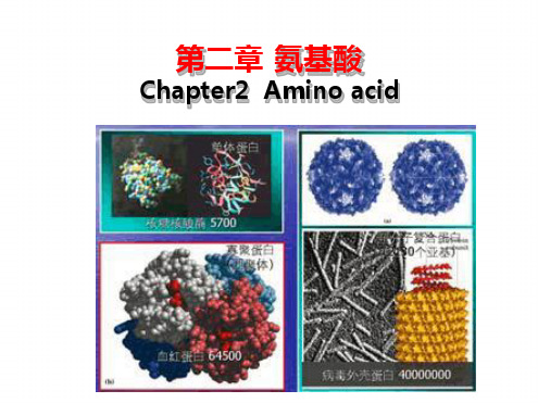 生物化学王镜岩第三章氨基酸ppt课件