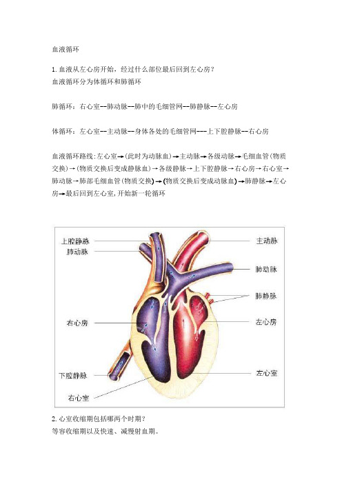 血液循环图片版