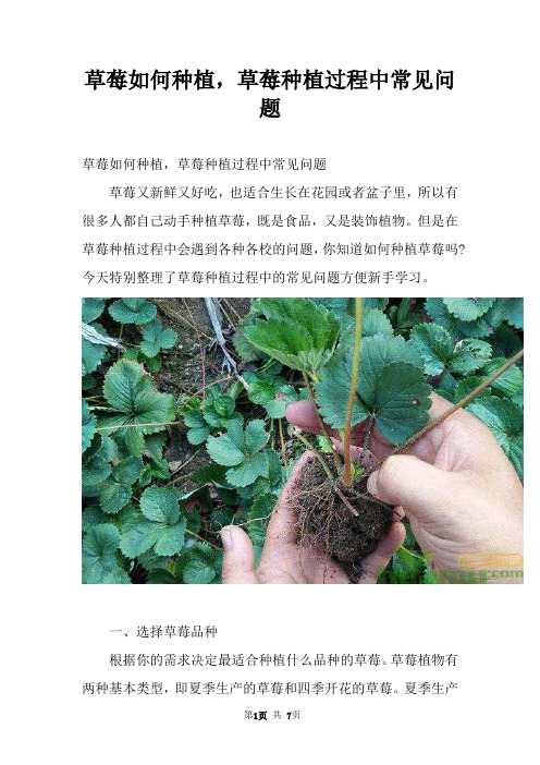 草莓如何种植，草莓种植过程中常见问题