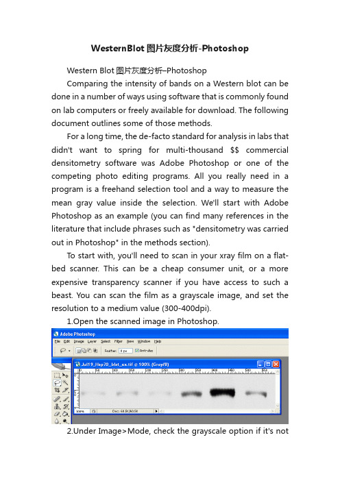 WesternBlot图片灰度分析-Photoshop
