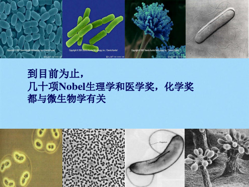 微生物的实验室培养(共31张PPT)