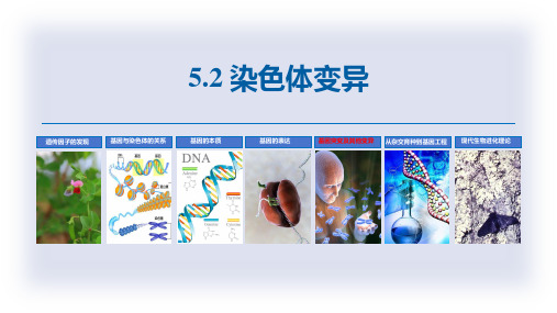 染色体变异ppt课件