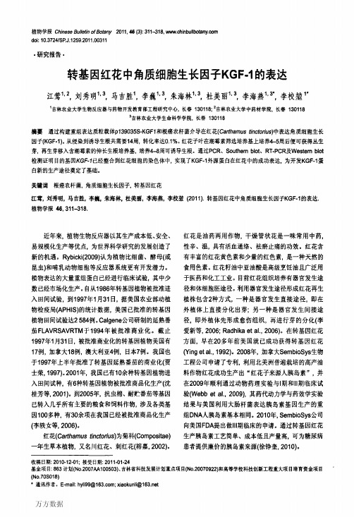 转基因红花中角质细胞生长因子KGF1的表达