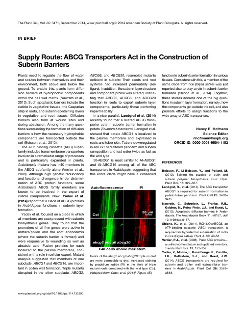 Supply Route_ ABCG Transporters Act in the Construction of  Suberin Barriers