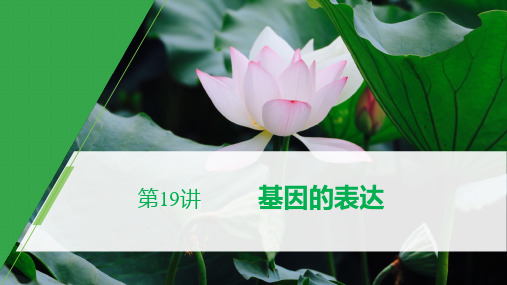 2021届 一轮复习 人教版 基因的表达 课件(104张)