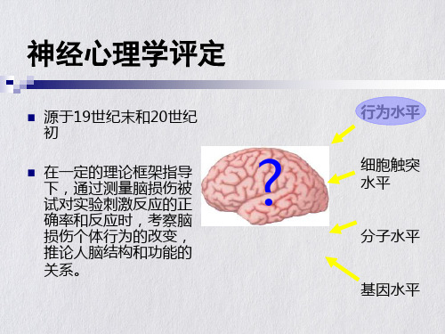 神经心理学测验课件ppt