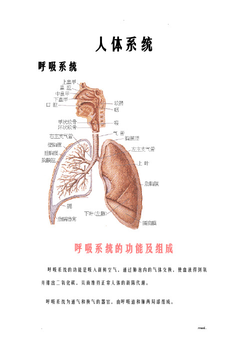 人体八大系统大全