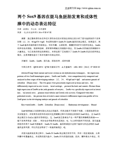 两个Sox9基因在斑马鱼胚胎发育和成体性腺中的动态表达特征