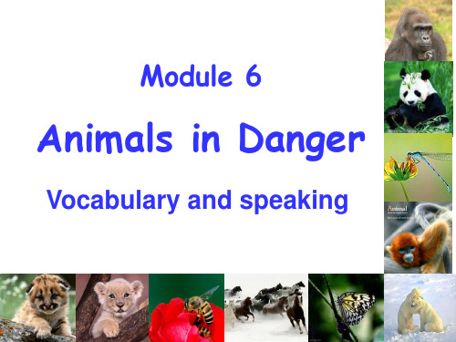 高中-英语-外研版-高中英语Book 5 Module 6 animals in danger