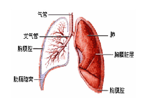 外科学PPT课件肺部疾病