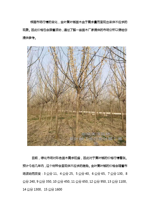 复叶槭价格行情怎么样