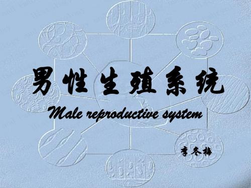 男性生殖系统