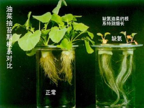 植物氮素营养和氮肥2