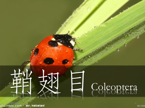 普通昆虫学鞘翅目PPT课件