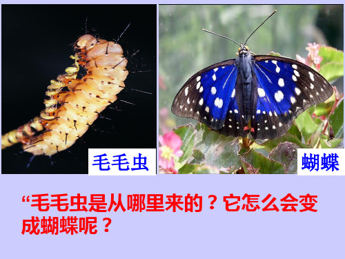 第二节昆虫的生殖和发育课件(人教版生物)