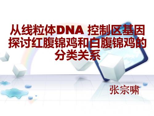 从线粒体DNA区域探讨红腹锦鸡和白腹锦鸡的分类关系