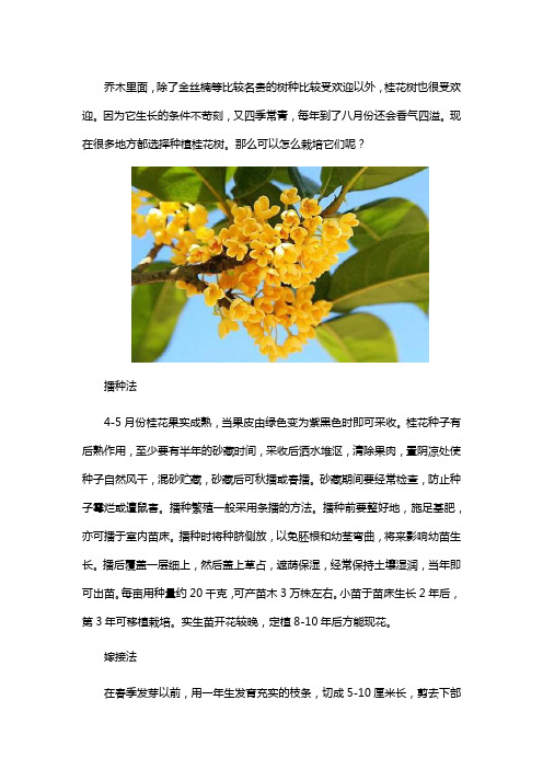 桂花的种植技术