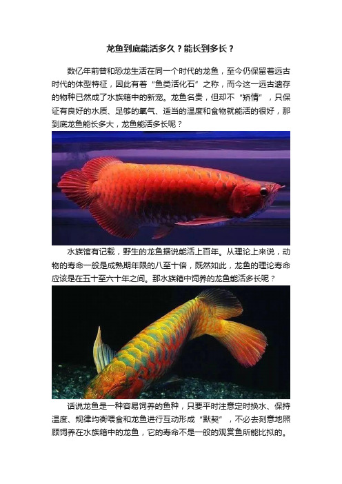 龙鱼到底能活多久？能长到多长？