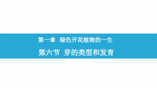 4-1-6 芽的类型和发育 课件 初中生物济南版八年级上册(2023~2024学年)