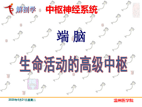 23.中枢神经系统-端脑 系统解剖学课件