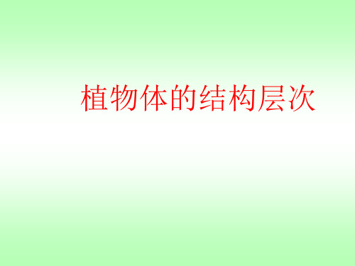 人教版七年级生物上册第二单元第二章细胞怎样构成生物体第三节植物体的结构层次