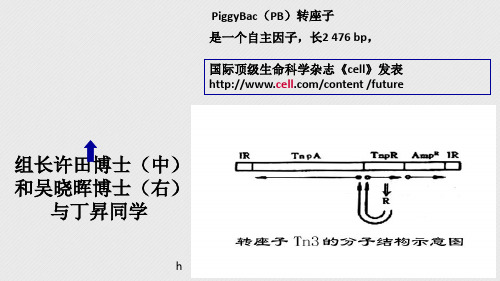 基因的概念和结构(3)