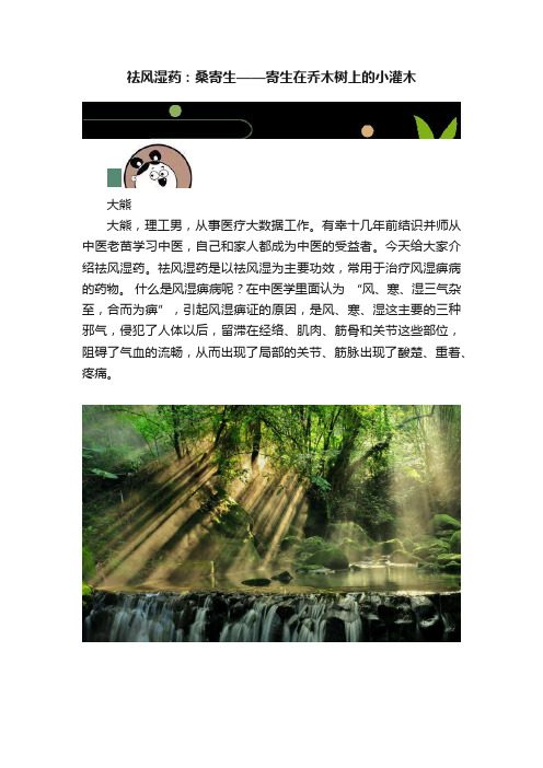 祛风湿药：桑寄生——寄生在乔木树上的小灌木