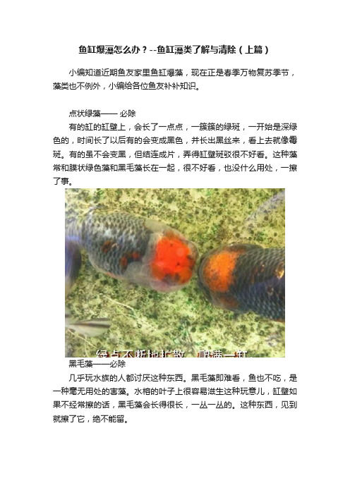 鱼缸爆藻怎么办？--鱼缸藻类了解与清除（上篇）