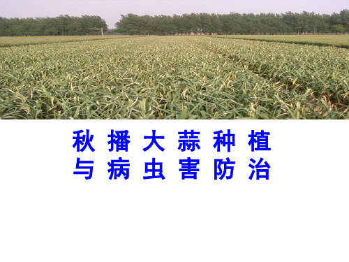 大蒜种植施肥管理与病虫害防治PPT课件