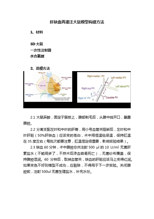 肝缺血再灌注大鼠模型构建方法