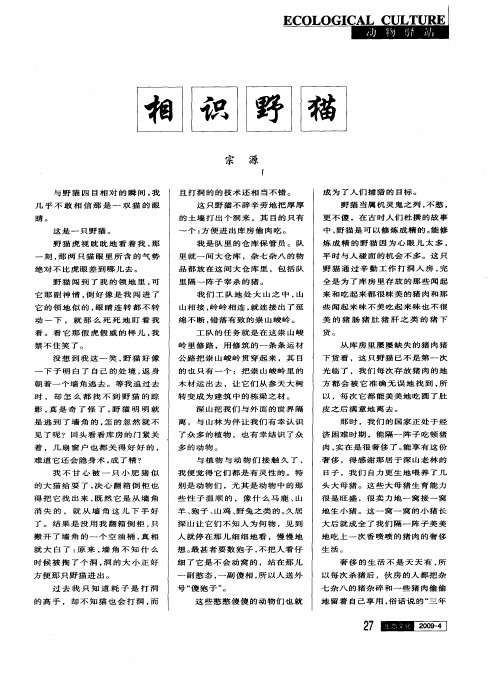 相识野猫
