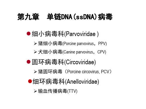 《动物病毒学》课件：第十章  单链DNA病毒