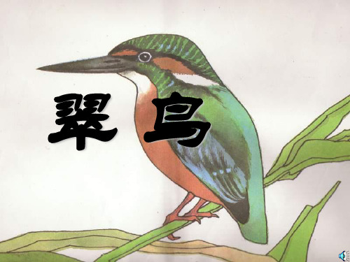 人教版小学三年级下册语文翠鸟教学PPT课件