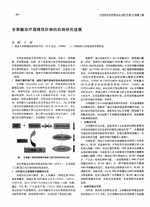 甘草酸治疗酒精性肝病的机制研究进展