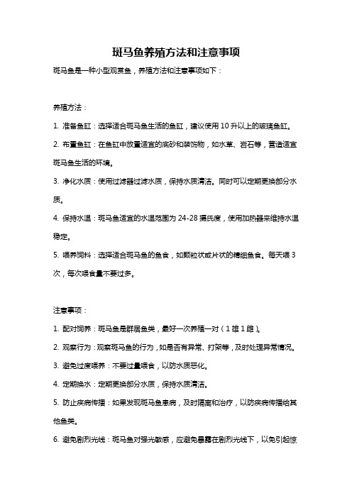 斑马鱼养殖方法和注意事项