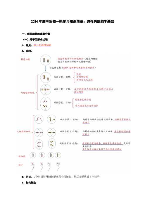 2024年高考生物一轮复习知识清单：遗传的细胞学基础