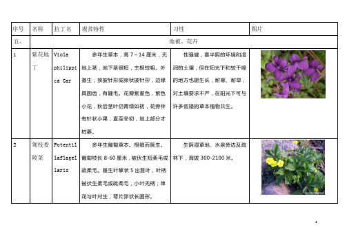 常用地被花卉的简介