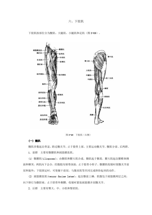 下肢肌解读